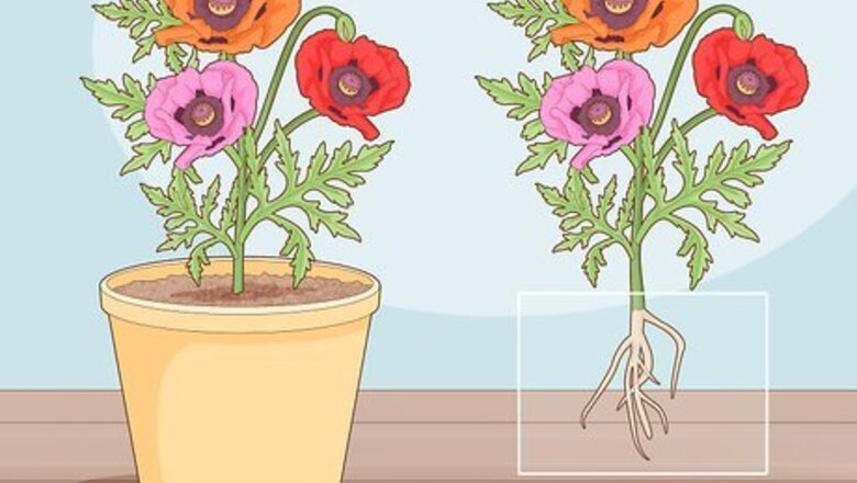 How to Take Root Cuttings