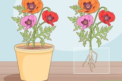 How to Take Root Cuttings