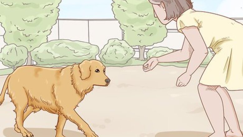 How to Teach Your Dog to Duck