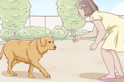 How to Teach Your Dog to Duck