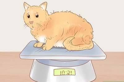 How to Identify and Treat Liver Shunts in Cats