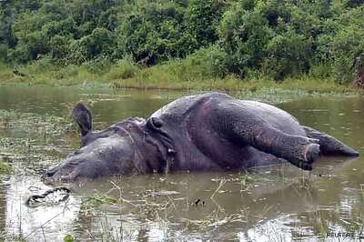 Rhino shot dead in Kaziranga by poachers, take away horn, ears