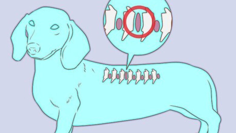 How to Take Care of a Dachshund