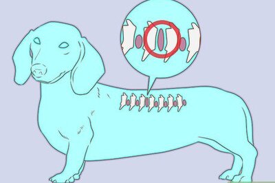 How to Take Care of a Dachshund