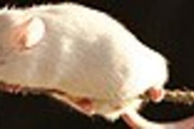 This artist's a rat