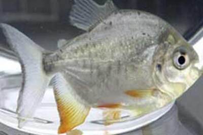 Pregnant fish was among the first on earth to have sex