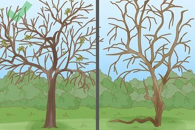 How to Prune Old Apple Trees