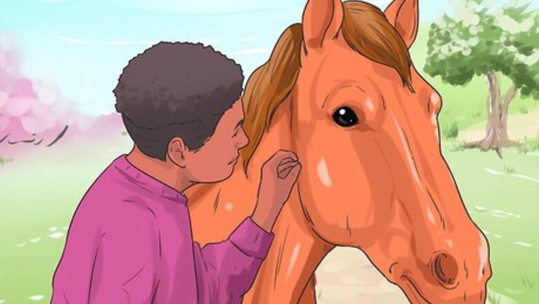 How to Massage a Horse