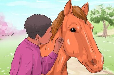 How to Massage a Horse