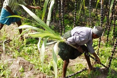 Eye on Small Farmers & Western Uttar Pradesh, BJP Govt Takes the Big Step on Three Farm Laws