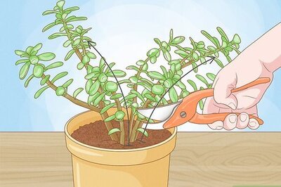 How to Trim and Shape a Jade Plant