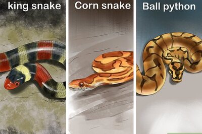 How to Get a Pet Snake