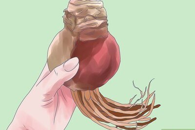 How to Care for Amaryllis Flowers