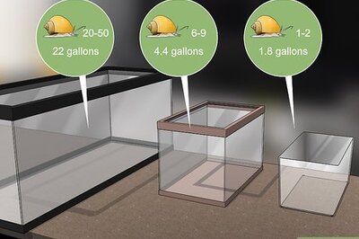 How to Care for Mystery Snails