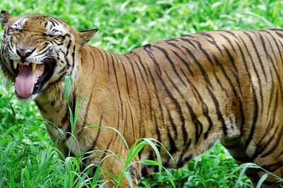 Chinese Man Tries to Feed Banknotes to Tiger, Loses Fingers