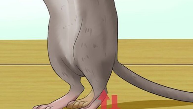 How to Tell when Gerbils Are Mating