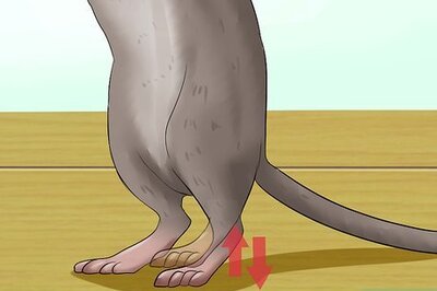 How to Tell when Gerbils Are Mating