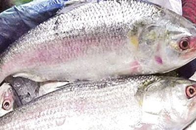 In Bengal’s Kakdwip, Hilsa Fish Weighing 2 Kg Sold At Rs 6000