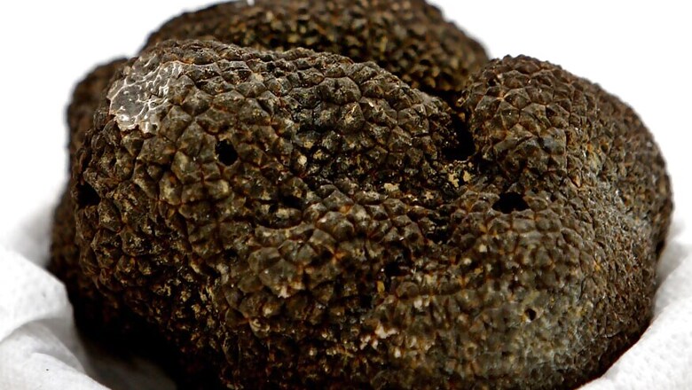 Paris Truffle Find Hailed as Boon For Urban Gardeners