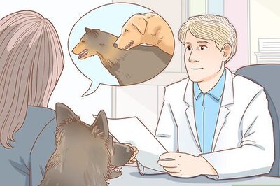 How to Deal with Common Mating Problems in Dogs