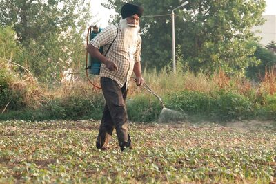 Once the Leader of Economic Progress, Punjab Needs Revival of Entrepreneurial Spirit to Generate Jobs