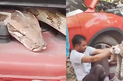 Delhi Man Discovers 6-feet-long Python Stuck in Car Engine, Scary Video Shocks People