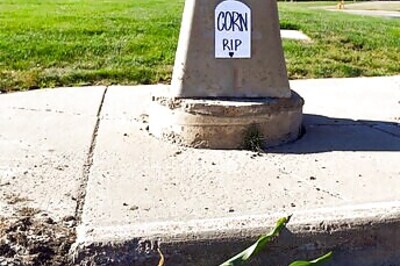 South Dakota city mourns urban cornstalk's brief life