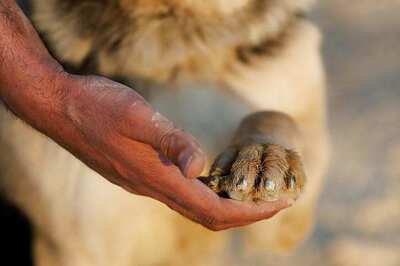 Rescued Shelter Dog Saves 3-year-old Girl From Freezing to Death