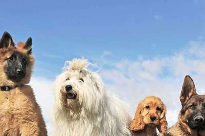 This Family Will Pay You Over Rs 1 Crore To Look After Their Dogs