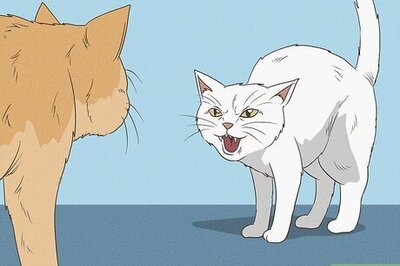 How to Stop Stress Induced over Grooming in Cats