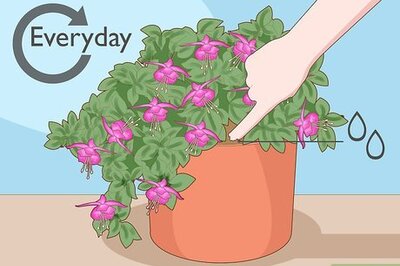 How to Care for Fuchsia