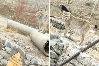 This Video Of Rare Himalayan Lynx Spotted In Ladakh Is Trending