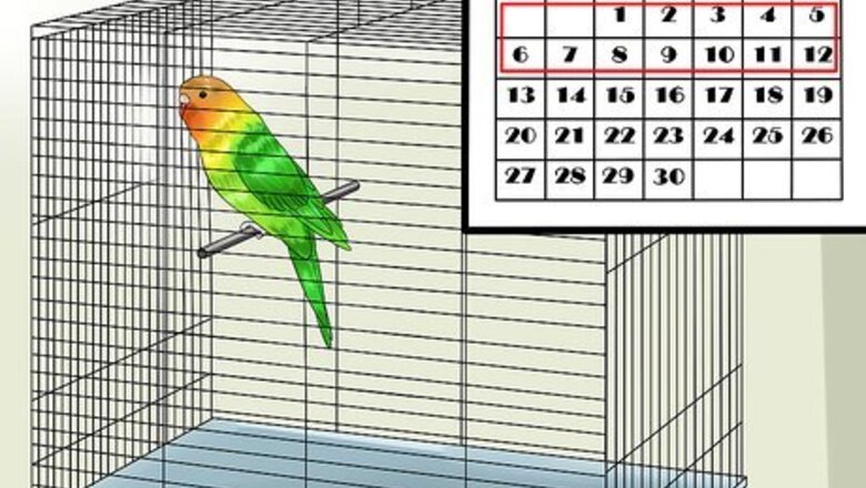 How to Tame Your Budgies