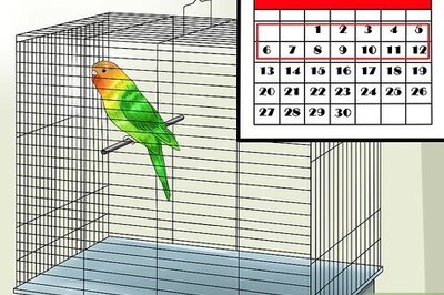 How to Tame Your Budgies