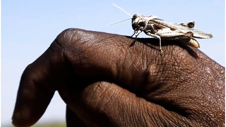 Pakistan Struggles to Combat Devastating Locust Plague