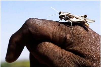 Pakistan Struggles to Combat Devastating Locust Plague