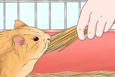 How to Feed a Guinea Pig