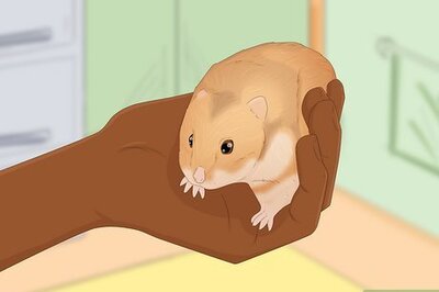 How to Take Care of Your Pet