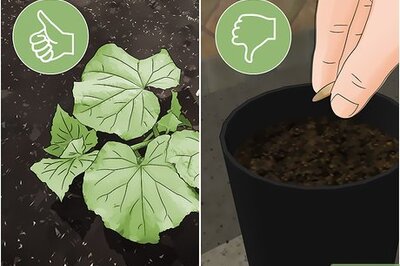 How to Get Rid of Cucumber Beetles