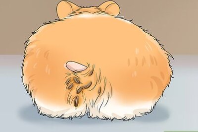 How to Spot Illness in Hamsters