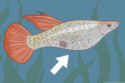 How to Find Out if Your Guppy Is Pregnant