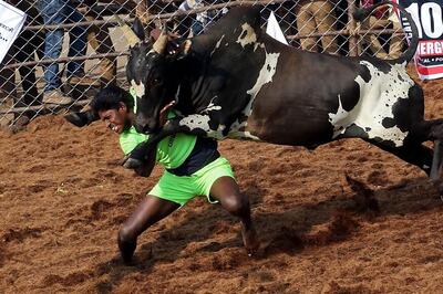 Man Gored to Death, 16 Injured at Jallikattu Event in Tamil Nadu