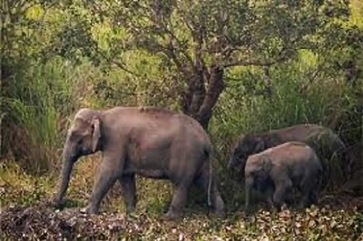 Chhattisgarh: Wild Elephant Kills Visually-impaired Man, Second Death in District in Two Days
