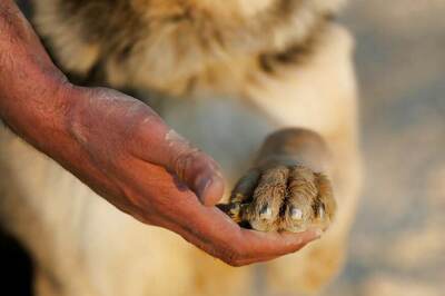 Children Face Highest Biting Risk from Pit Bulls