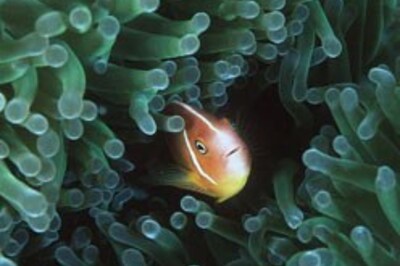 20 new ocean species found in Indonesia