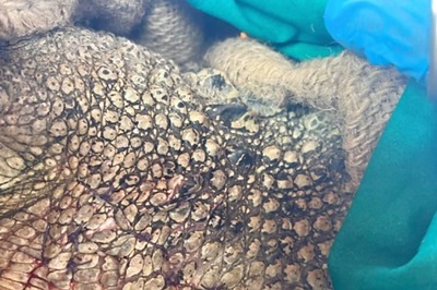 Vantara’s Story of Fynn-tastic Recovery: How Saltwater Crocodile Was Treated for Cheek Injury
