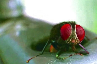 'Makkhi' to get Japanese makeover: director