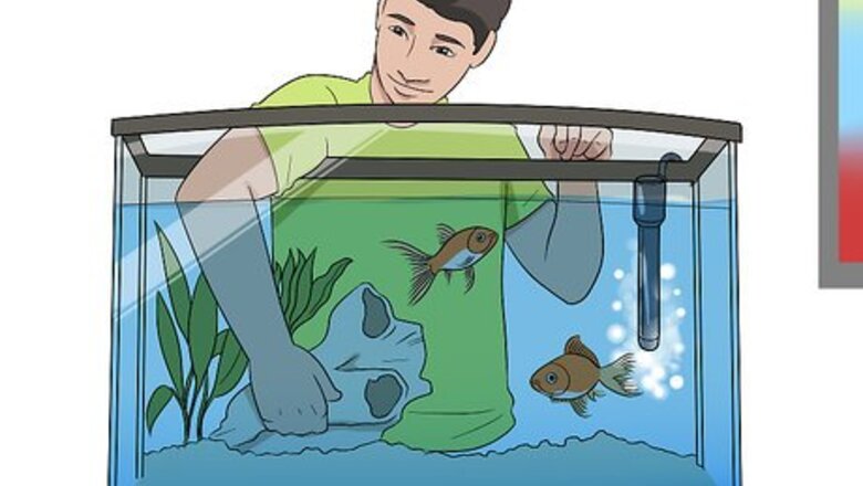 How to Ensure Your Pet Fish Are Healthy