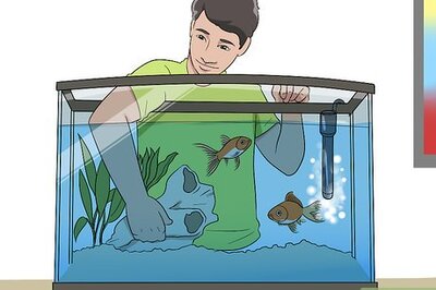 How to Ensure Your Pet Fish Are Healthy