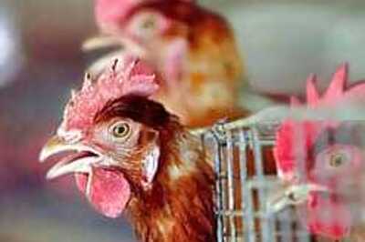 Two humans feared infected with Bird Flu
